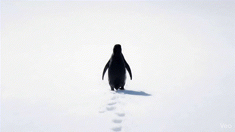 Watch Penguin Going viral meme - penguin walking animation GIF