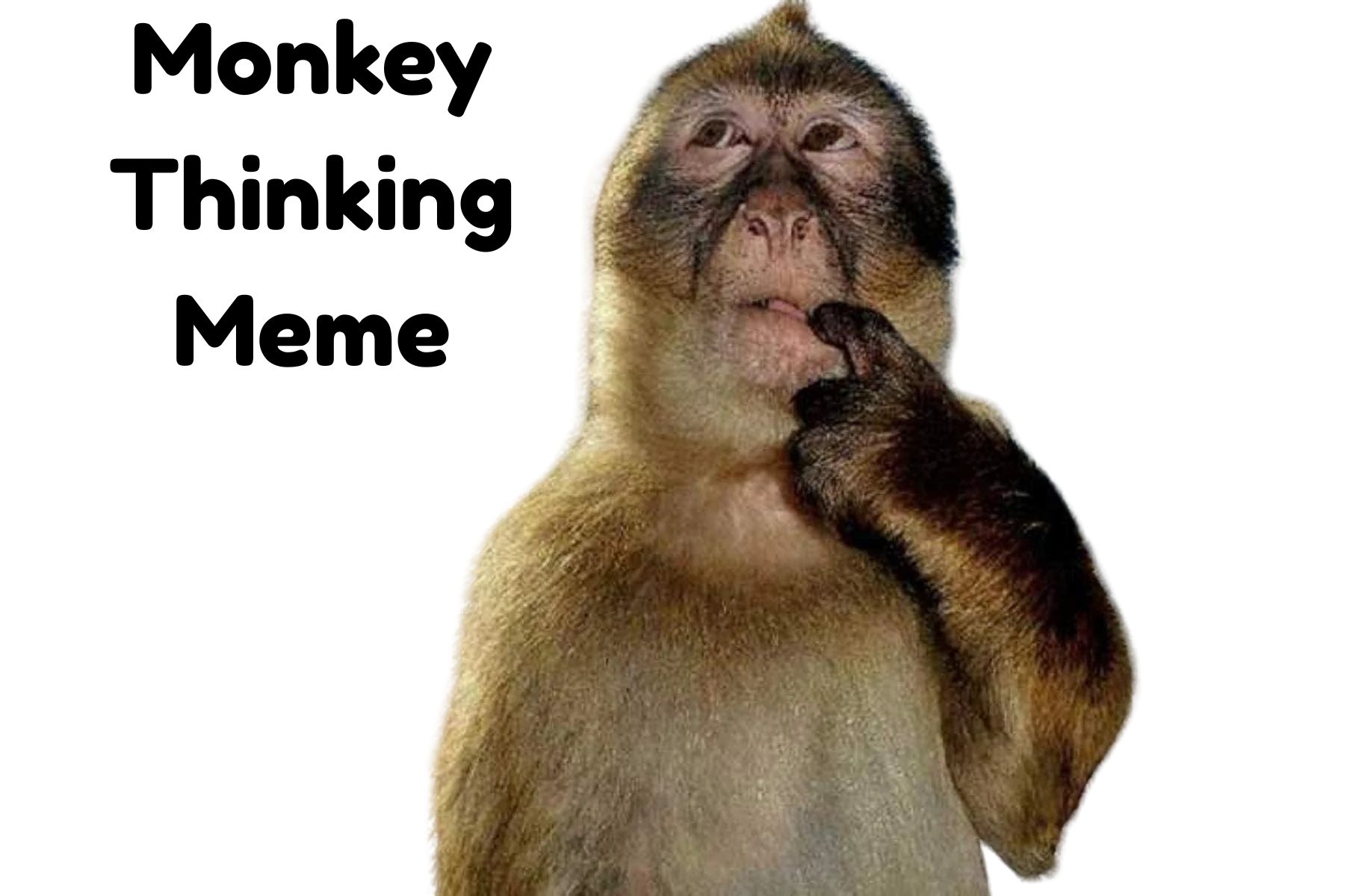 Monkey Thinking Meme — a primate deep in thought, the iconic pondering monkey meme that went viral